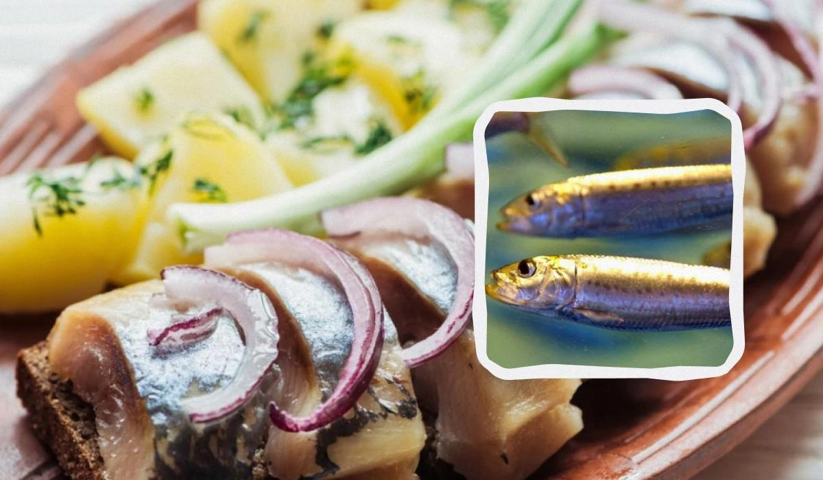 Сардина івасі на прилавку продуктового магазину